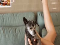 dogite Australian teenage is having enjoyment with her little dog on the bed
